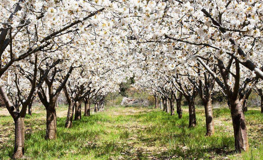 Cerezo en flor: Valle del Jerte blanco