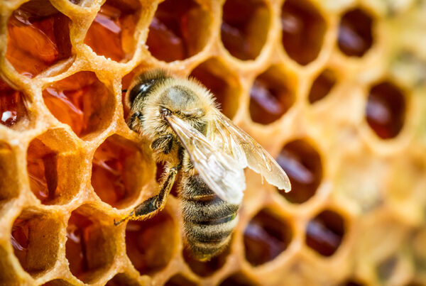 Miel natural de Extremadura
