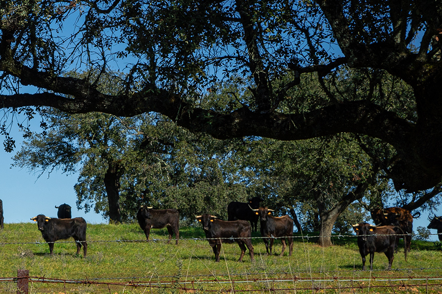 ¡Las ganaderías de toros bravos que se pueden visitar en Extremadura!